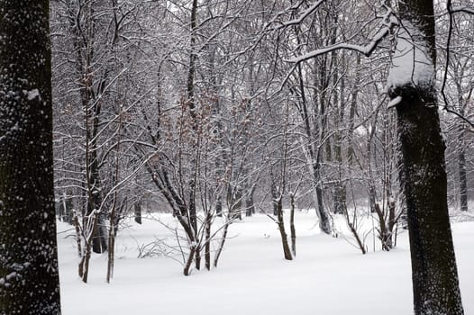 Winter scene of trees and the branch with the snow from the sky