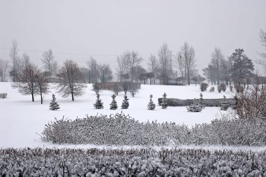 Winter scene of trees and the branch with the snow from the sky