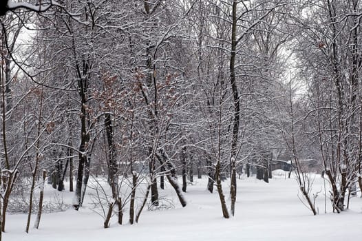 Winter scene of trees and the branch with the snow from the sky