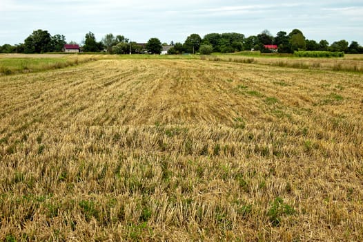 Reaped field of the cereal crop relating to the blue sky