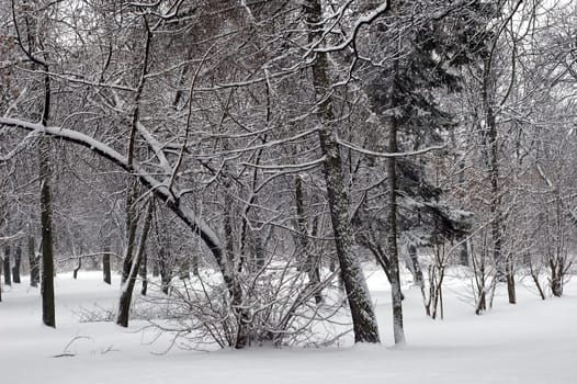 Winter scene of trees and the branch with the snow from the sky