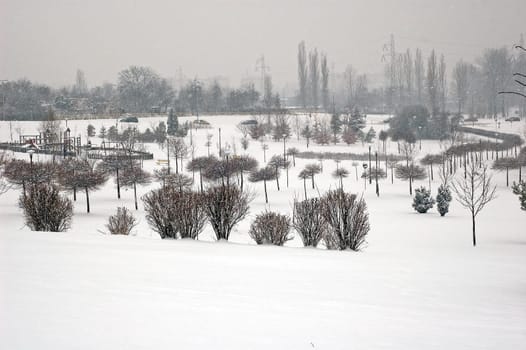 Winter scene of trees and the branch with the snow from the sky