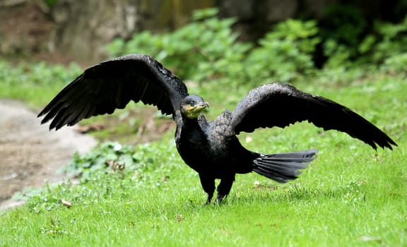 Cormorant