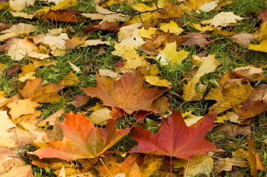 Different yellow and red autumn leaves background texture.