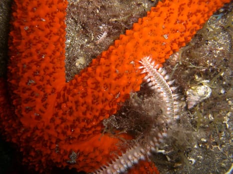 Bart-Feuerborstenwurm (Hermodice carunculata),  Feuerwurm
