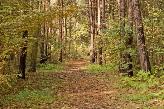 Autumn alley in fall park In Poland