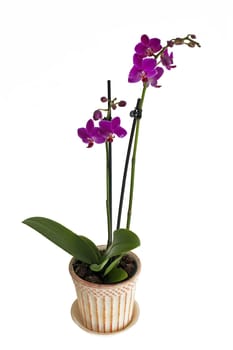 Little lila orchid on a white background