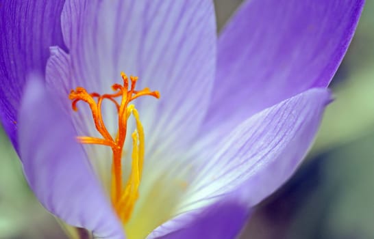 Crocus speciosus 'Conqueror'
