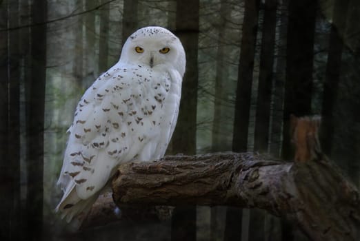 Snowy Owl (Bubo scandiacus,Nyctea scandiaca)