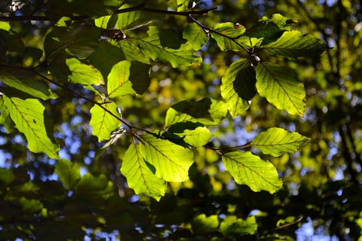 Fagus sylvatica