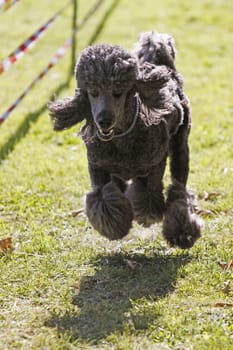 Black poodle at a dog race