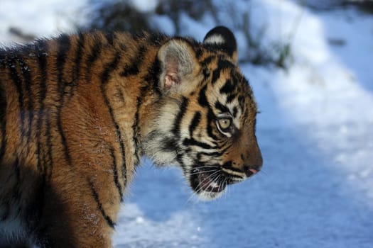 Young Tiger