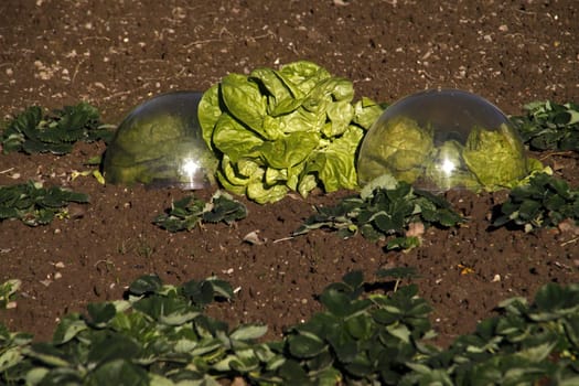 Lettuce heads