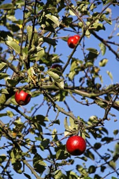Red apples on an apple tree