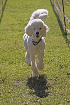 White poodle at a dog race