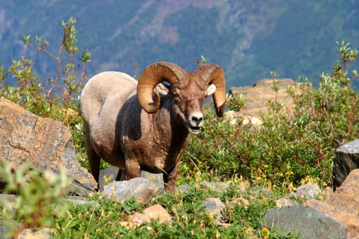 Bighorn sheep (Ovis canadensis) feeding near Grinnell Glacier of Glacier National Park.