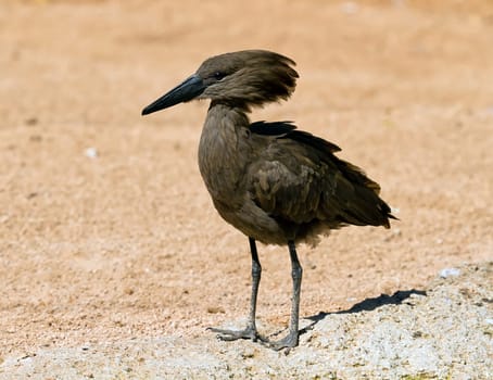 A Hamerkop, scopus umbretta bird standing on a rock seen from the front with feet details