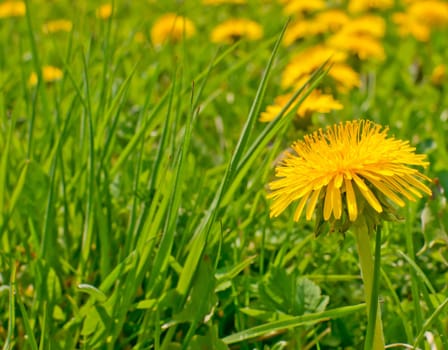 Yellow Dandelions - Taraxacum officinale - on Summer Meadow