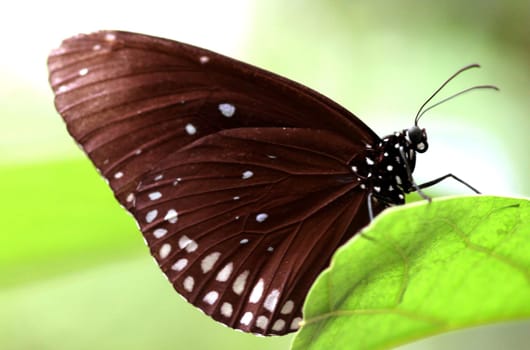 Oleander butterfly