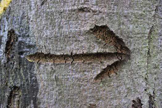 Bark arrow