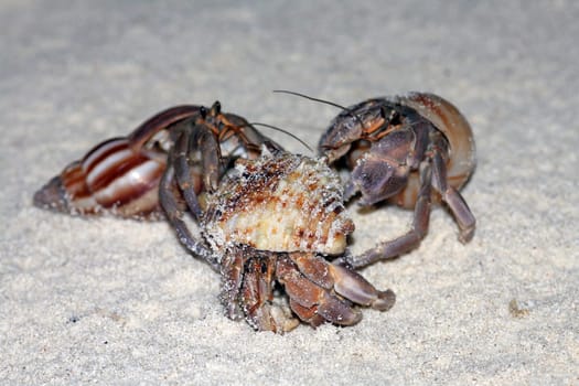 3 quarreling hermit crabs