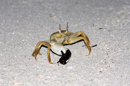 Sand crab with a prey animal