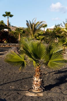 Palm trees in Lanzarote,Spain