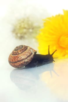 Gentle snail life