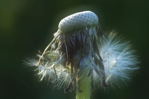 Gentle spring dreams