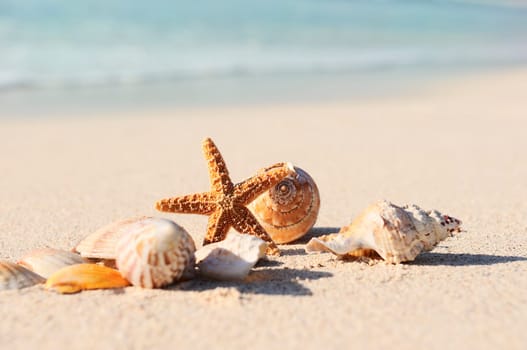 sea shells with sand as background
