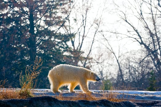 Polar bear pacing in his close-to-natural habitat in Detroit Zoo. This bear is blind and would not survive in the wild.
