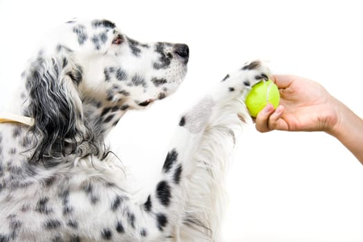 An English Setter and his owner play with a tennis ball