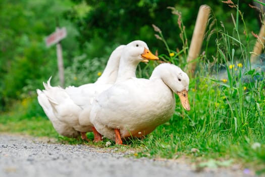 Village Stroll, Geese Gracefully Roaming Through the Scenic Landscape, farming, eco farming
