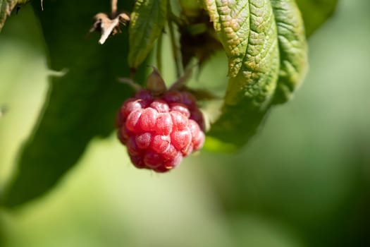 Juicy raspberries growing in the garden in macro against a background of blurred greenery, red wild berries close-up.