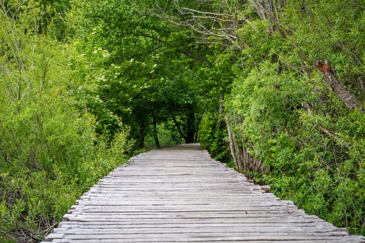 Tranquil Trails: Exploring the Scenic Beauty of Plitvice Lakes National Park in Croatia, Immersing in the Serenity of Nature's Symphony