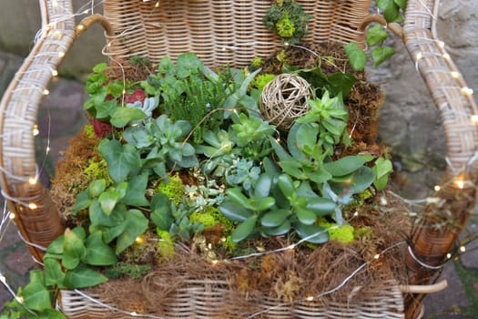 Different types of succulents on a wicker chair with a garland