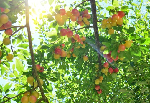 Branches with not ripe yellow red cherry plum fruit growing in the garden