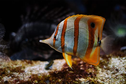 Copperband butterflyfish (Chelmon rostratus) beaked coral saltwater aquarium fish underwater