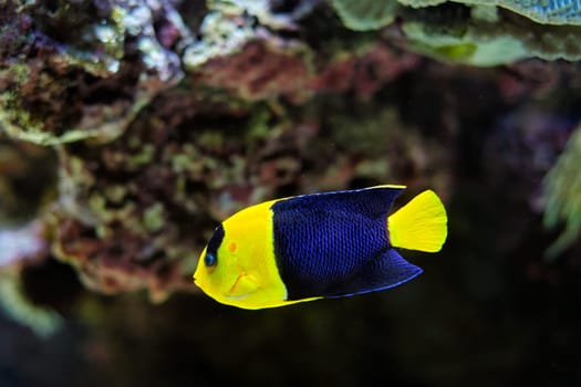 Bicolor angelfish aka Centropyge bicolor, Pacific rock beauty, oriole angelfish, oriole dwarf angel, blue and gold angel, two-colored angel fish underwater in sea with corals in background