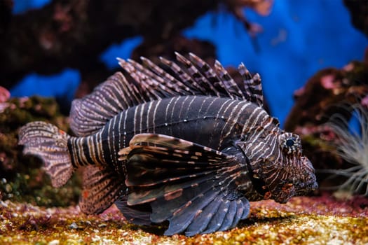 Red lionfish (Pterois volitans) venomous coral reef fish underwater