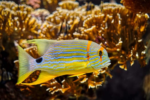 Sailfin snapper Symphorichthys spilurus blue-lined sea bream fish underwater in sea with corals in background