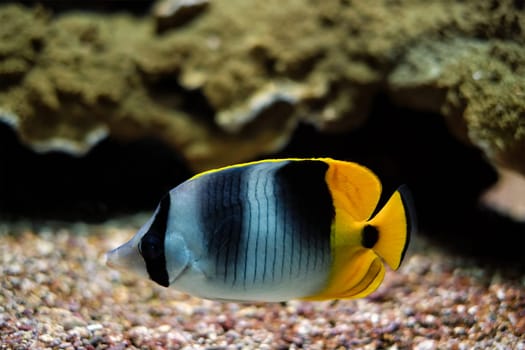 Pacific double-saddle butterflyfish Chaetodon ulietensis fish underwater in sea with corals in background
