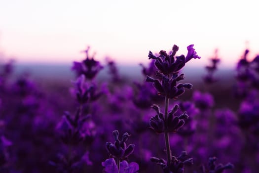 Lavender flower field closeup, fresh purple aromatic flowers for natural background. Violet lavender field in Provence, France.