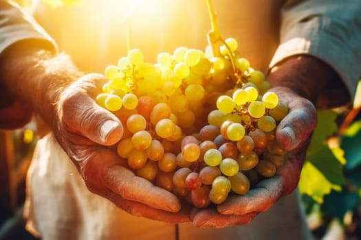 Farmer holds freshly picked ripe juicy grape in his hands. Farming and winemaking concept