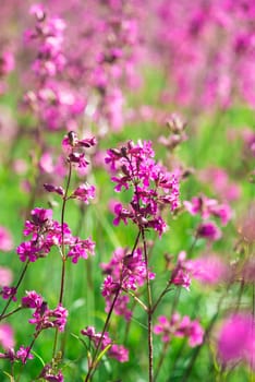 Bees collect pollen on the pink flowers of Ivan tea blooming Sally or fireweed on a summer morning. Nature background, close-up