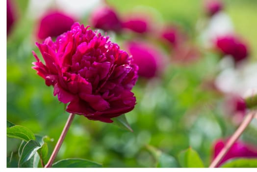 The peony is pink. Beautiful pink flowers. Many peony buds. Flower grove. Home garden with lush peonies.