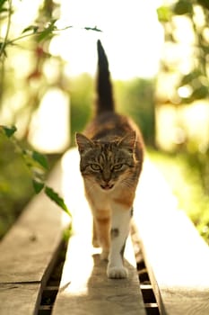 domestic cat walks in the garden. A tricolor cat walks in a greenhouse.