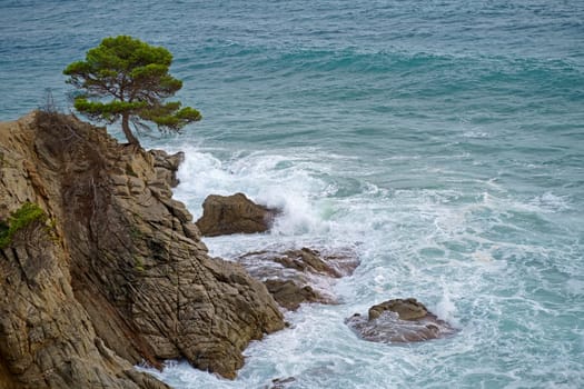 Sea and pine growing on the rocks. Beautiful sea waves. Lloret de Mar beach. Spain. Beaches of the Costa Brava. Water texture.