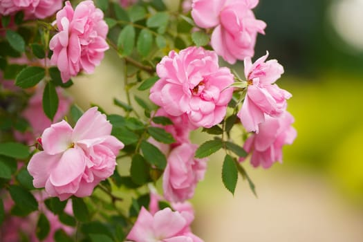 Pink rose flower with green leaves on a blurry dark background. Beautiful blooming of a bright pink rose in a summer garden on a sunny day.