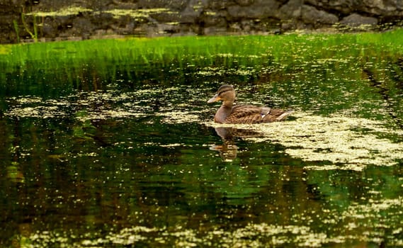 hungry ducks swimming on the lake in the summer, wild ducks living on the lake